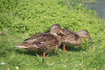 Mallards On The Grass, William Hawrelak Park, Edmonton, Alberta