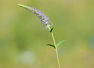 Purple blue flower of spiked speedwell, Veronica spicata ssp orchidea