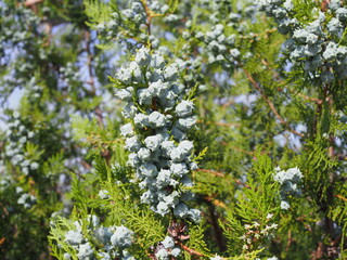 Cypress branch with blue green seeds close up. Bald Cypress tree seeds pods. Fragment of decorative evergreen conifer tree Cypress with seeds.Very popular for landscaping design and gardening.