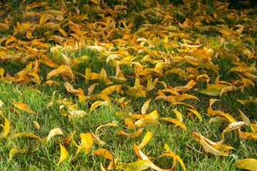 Yellow nectarine leaves on grass in autumn season.