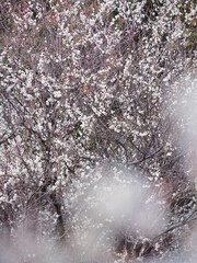 たくさんの梅の花