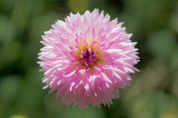 Pink dahlia flower