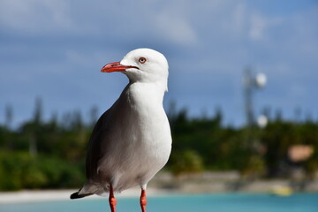 seagull on the rock