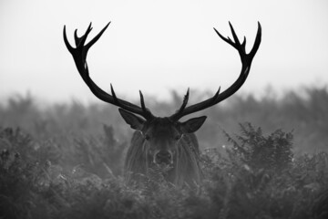 Silhouetted Red Deer during the annual deer rut in London