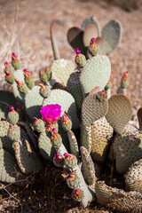 Pink flower on a cactus in the deserts of Arizona, USA