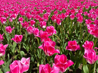 multicolor flowerbed of tulips spring flowers