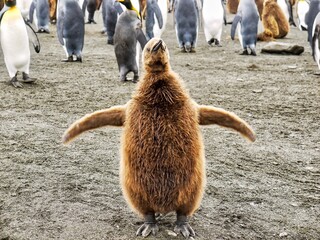 Close-up of a cute young king penguin still wearing its brown chick coat, standing in front of the camera and flapping his wings, on South Georgia Island.