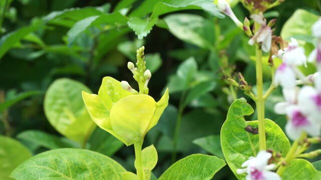 Pseuderanthemum Reticulatum (Japanese jasmine, melati jepang) with a natural background