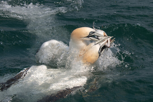 close up action photograph of three diving gannets all after the same fish. They all have their beaks on the fish as they emerge from the water