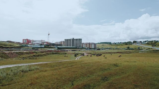 Aerial photography of a herd of cows against the background of multi-storey buildings under construction of a large residential complex in nature.
