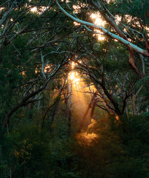 Light coming through trees at sunset at the fernleigh track