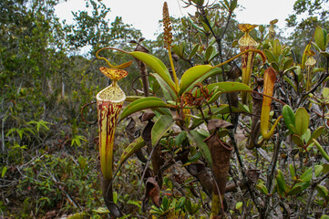 Carnivorous pitcher plant (Nepenthes stenophylla), pitchers and flower, Sarawak, Borneo, Malaysia