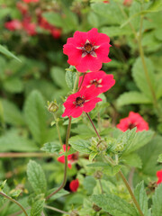 Touffe compacte de potentilla atrosanguinea 'Gibson's Scarlet' ou potentilles vivaces au feuillage découpé, vert grisâtre surmonté de fleurs simples rouge écarlate vif 