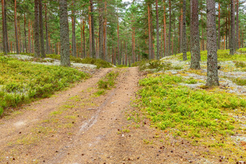 Fototapeta na wymiar Coniferous forest with a dirt road