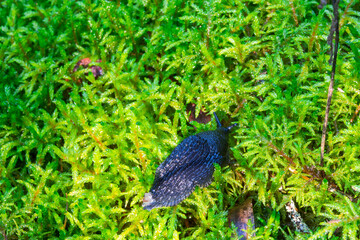Black slug crawl on green moss