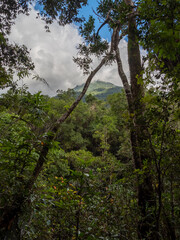 Fototapeta premium Rainforest with View to Mountain Portrait Orientation
