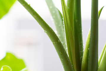 Fototapeta premium grass with drops