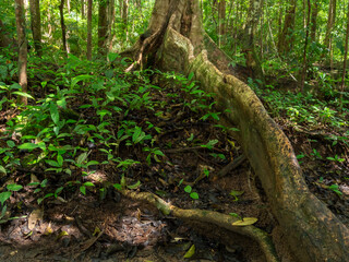 Tropical Rainforest North Queensland