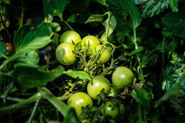 green tomatoes in the organic garden