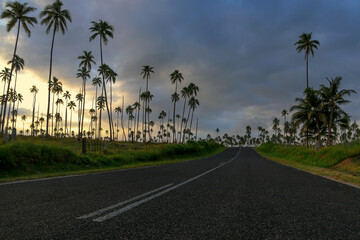 road lined with palms at sunset in vanuatu - obrazy, fototapety, plakaty
