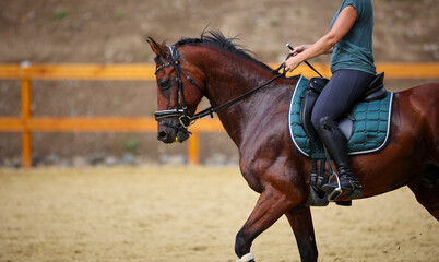 Horse with rider on the riding arena in step, photographed from the side with the head on the...