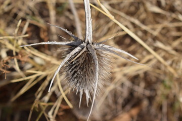 Dry fuller's teasel combs (Dipsacus fullonum)