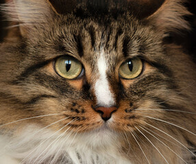 Portrait of siberian breed cat. Cat with long fluffy fur. Tricolor striped cat. Majestic. Curious look. Intelligent look. Dark pet portrait. Green eyed cat. Pet concept. Yellow eyed. Cute looking. 