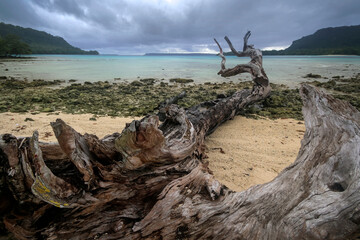 large fallen tree on beach in port orly
