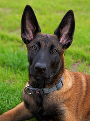 A three-month-old Belgian Malinois puppy dog named Alex lives in Fasty near Białystok in Podlasie,...
