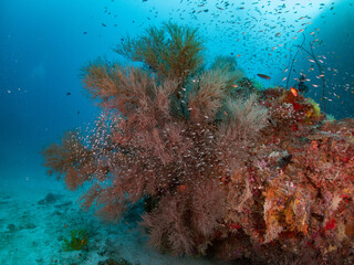 Plenty anthias around sea fan in tropical reef.
