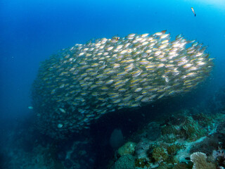 Naklejka na ściany i meble Snapper fish in ball shape on tropical reef.