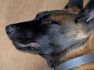A three-month-old Belgian Malinois puppy dog named Alex lives in Fasty near Białystok in Podlasie, Poland.