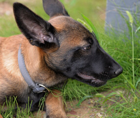 A three-month-old Belgian Malinois puppy dog named Alex lives in Fasty near Białystok in Podlasie, Poland.