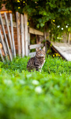 A small striped kitten is sitting on the green grass and looking at the camera. A kitten is sitting in the village near a wooden fence. Cat day