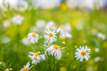 Fototapeta na wymiar Beautiful background of many blooming daisies field. Chamomile grass close-up. Beautiful meadow in springtime full of flowering daisies with white yellow blossom and green grass 