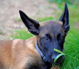A three-month-old Belgian Malinois puppy dog named Alex lives in Fasty near Białystok in Podlasie, Poland.