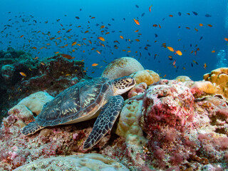 Turtle on beautiful reef with anthias.