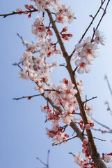 Pink cherry blossoms bloomed on tree branches in Korea spring.