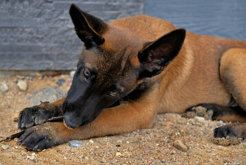 A three-month-old Belgian Malinois puppy dog named Alex lives in Fasty near Białystok in Podlasie, Poland.