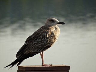 Western Gull black headed gull
