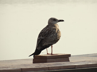 horizontal shot Western Gull (Larus occidentalis occidentalis)