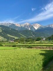 rice field in the mountains