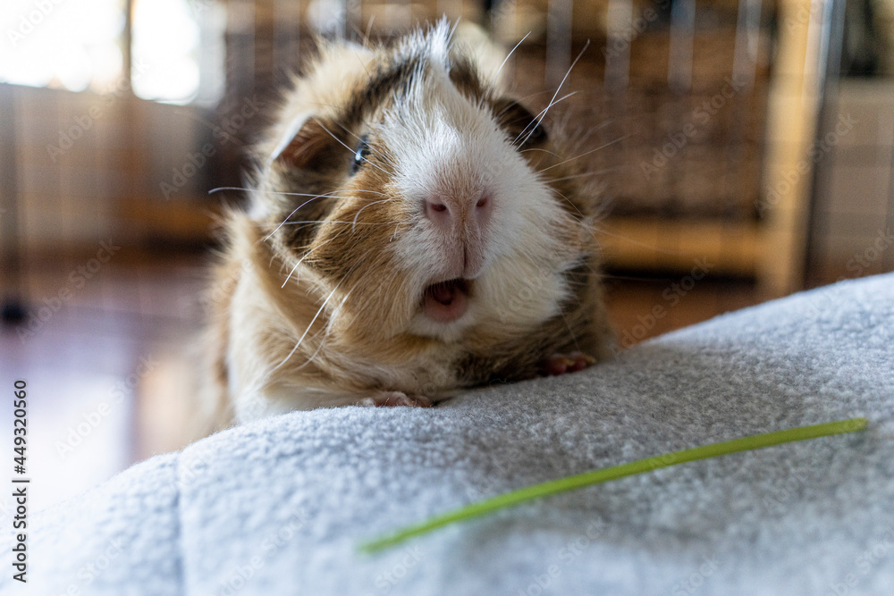 Wall mural Guinea pig looking for a snack.