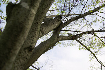 squirrel on tree