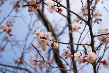 Pink cherry blossoms bloomed on tree branches in Korea spring.