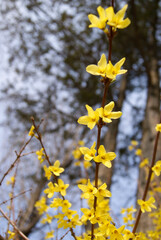 Korea Spring Yellow Forsythia Flower