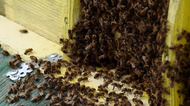 Many bees swarm around the hive. Shaggy insects near their wooden house. They sit like a shaggy carpet