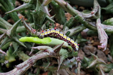Butterfly caterpillar on a green soft branch with a partially eaten branch.