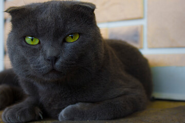 A large gray cat with green yellow eyes