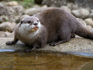 Asian Small Clawed Otter